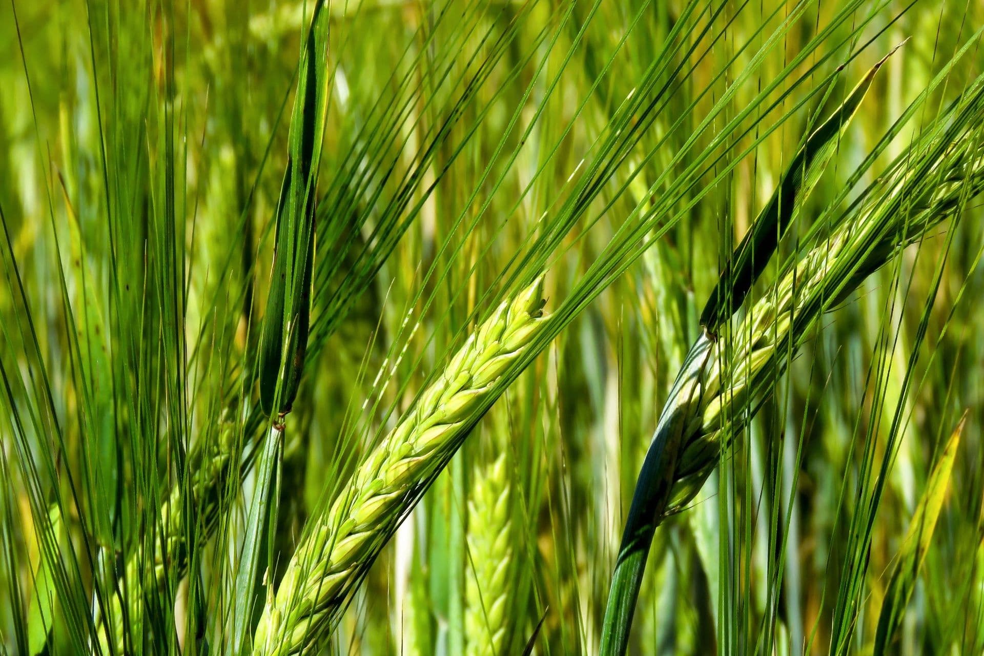 Sunlit green barley ears with long awns