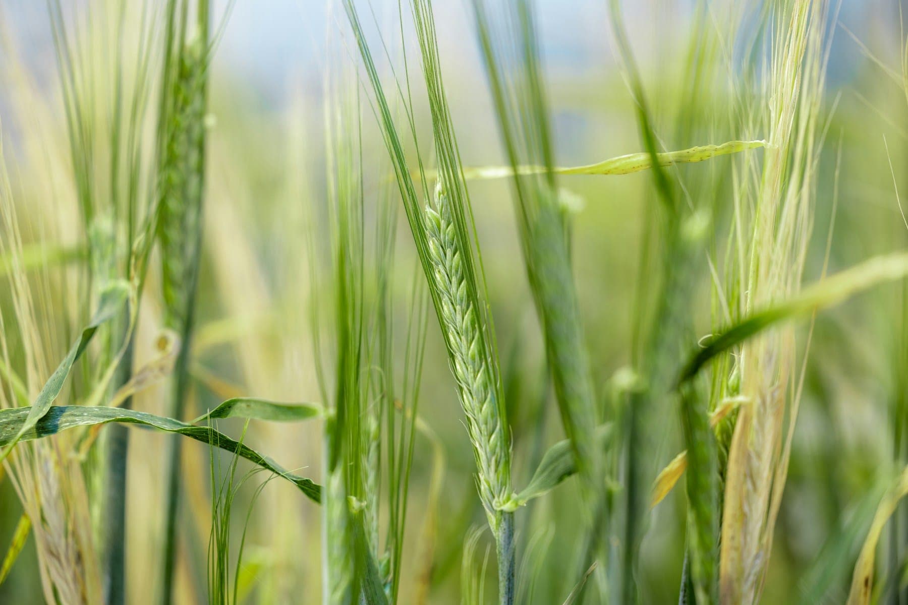 barley-field-bright