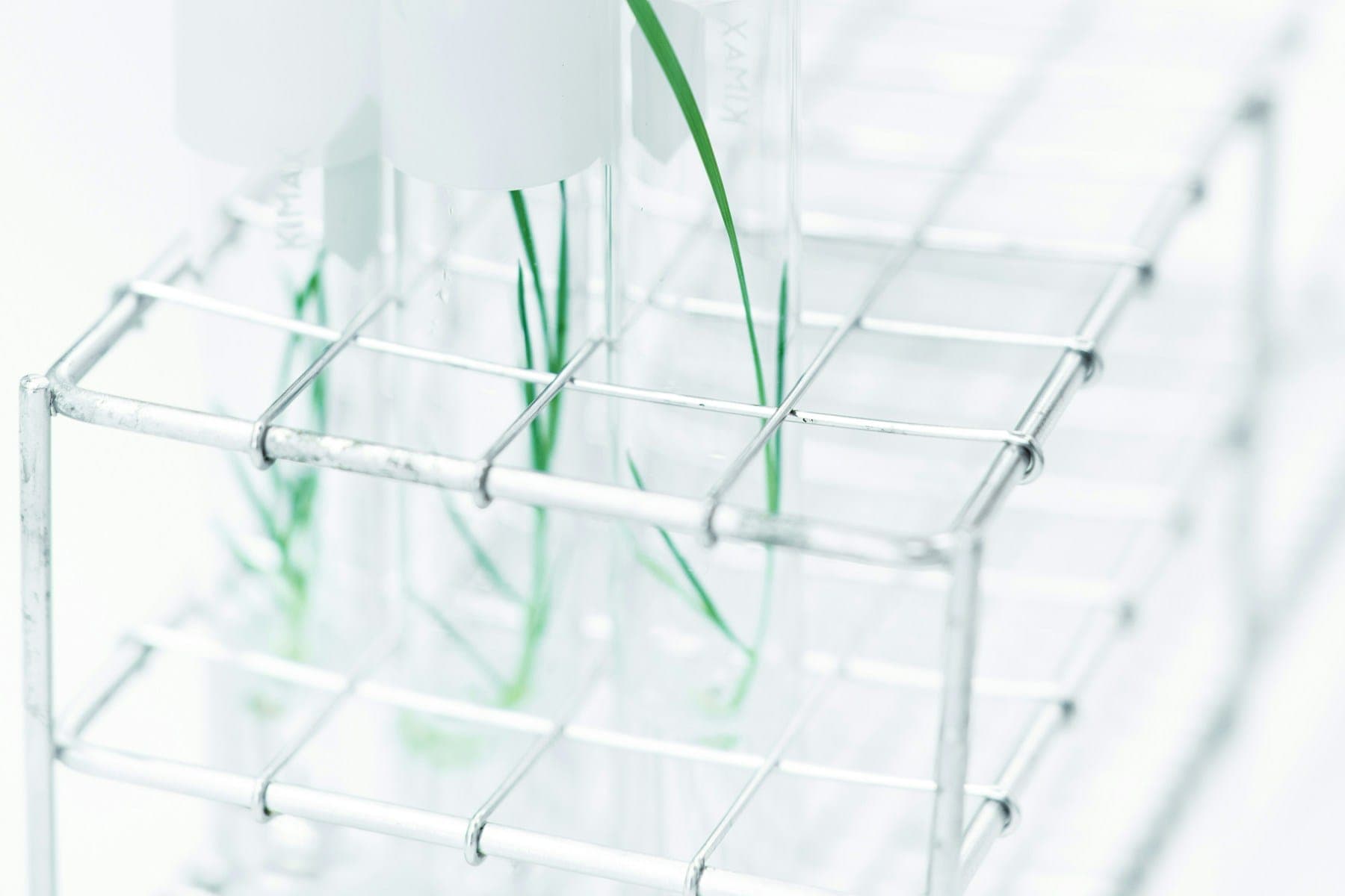 barley-seedlings-lab