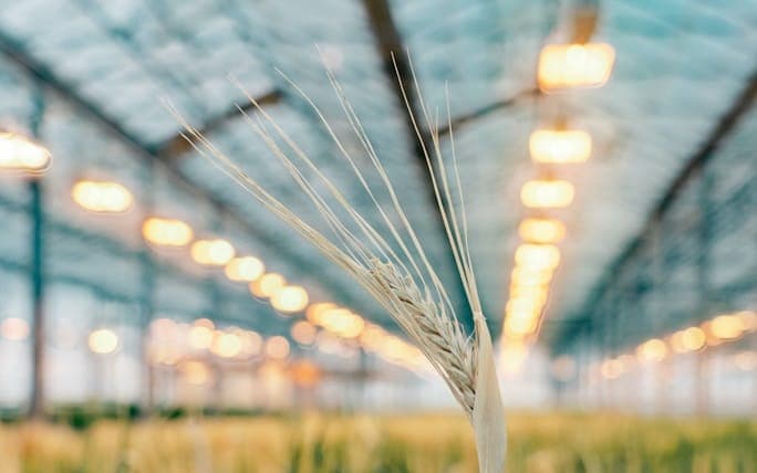 greenhouse-interior