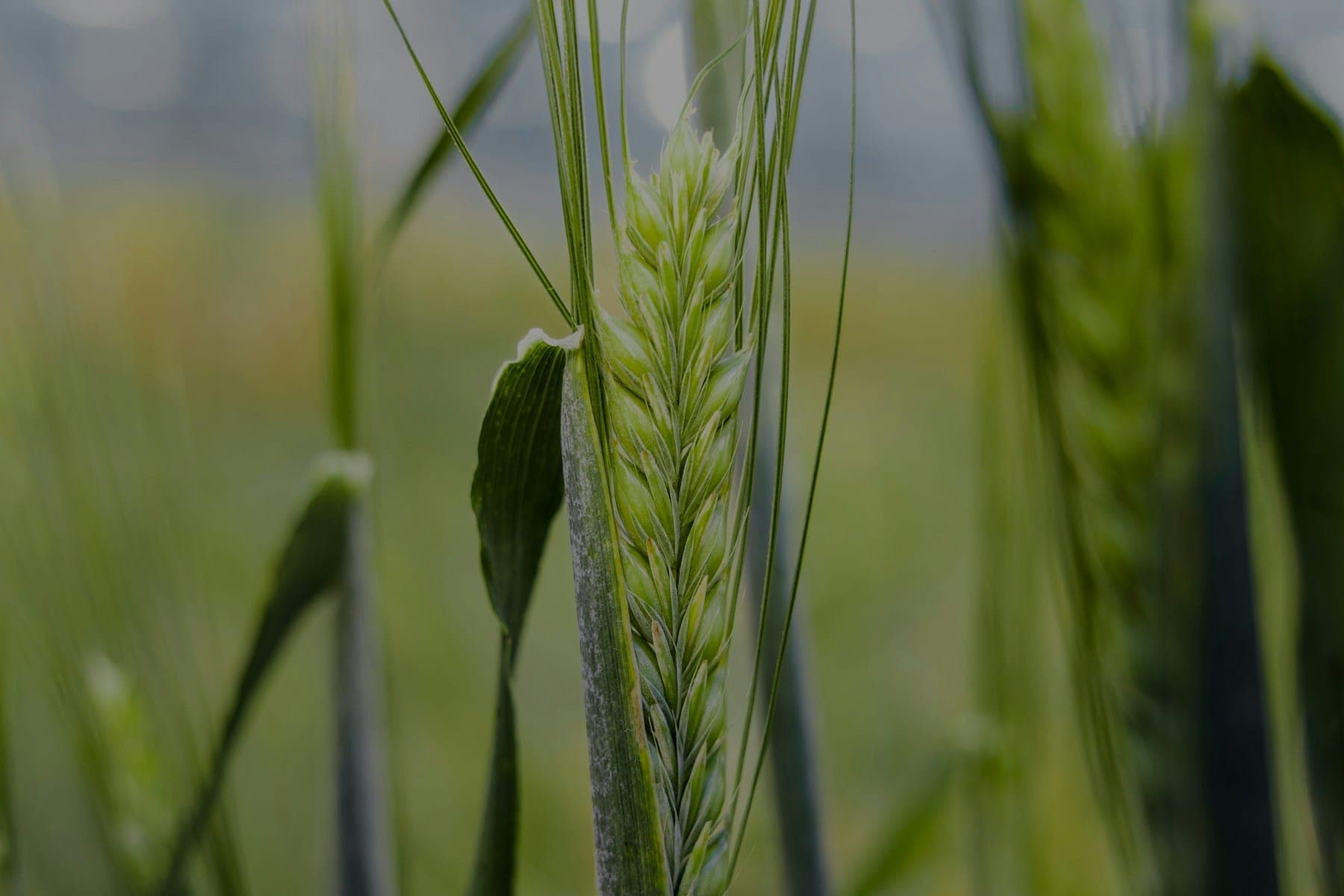 barley-field-gradient