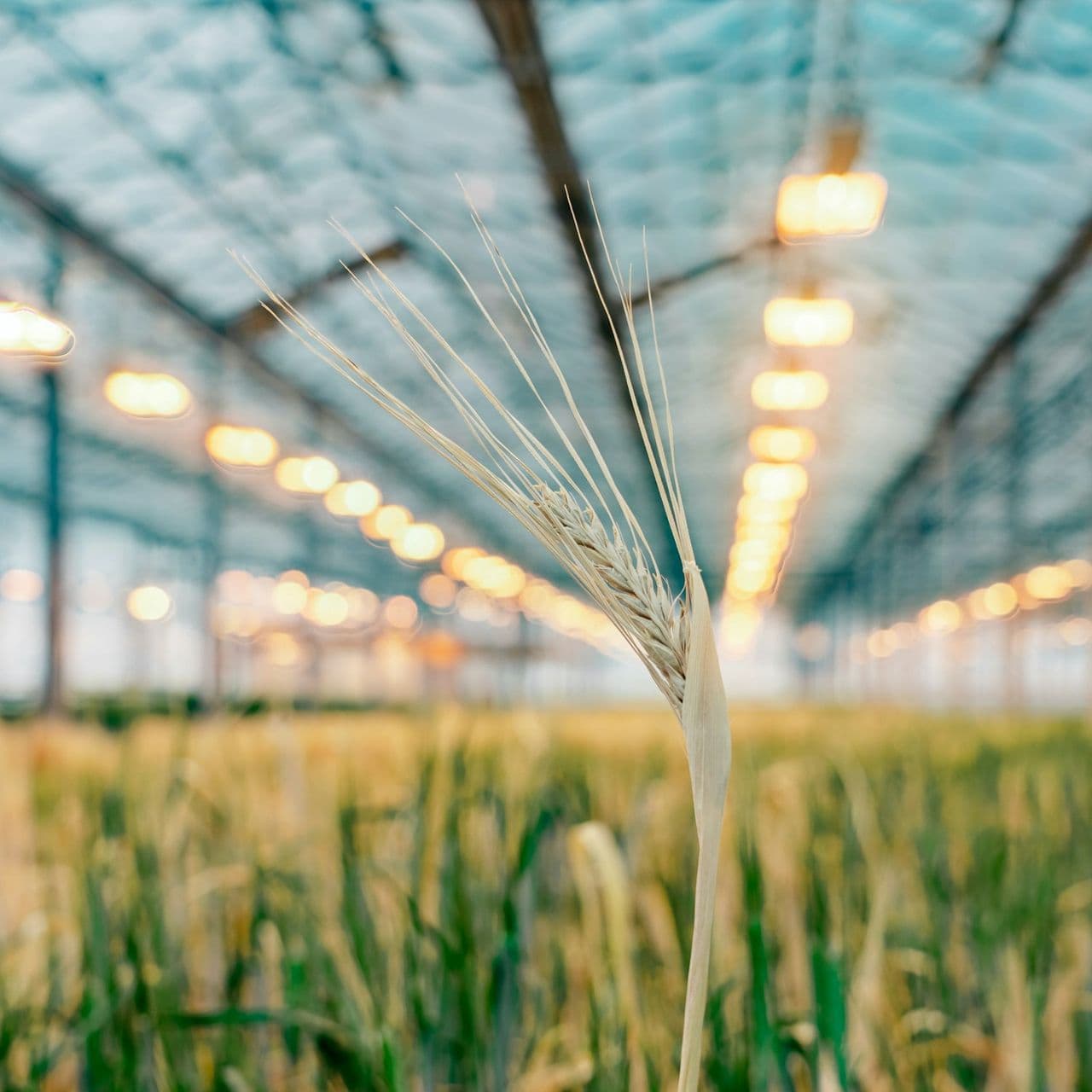 media-the-plant-with-seeds-that-can-grow-meat